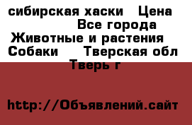 l: сибирская хаски › Цена ­ 10 000 - Все города Животные и растения » Собаки   . Тверская обл.,Тверь г.